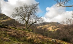 Ash dieback<br>Embargoed to 0001 Friday October 2 Undated handout photo issued by the National Trust of a veteran ash tree in pasture at Glenamara Park, Patterdale. Trees and woods which inspired the likes of Beatrix Potter and John Constable could be lost to a disease affecting ash, the National Trust has warned. PA Photo. Issue date: Friday October 2, 2020. The conservation charity said it faces its worst year on record for felling trees due to ash dieback, in part because of one of the warmest and driest springs on record. See PA story Environment Ash. Photo credit should read: John Malley/National Trust Images/PA Wire NOTE TO EDITORS: This handout photo may only be used in for editorial reporting purposes for the contemporaneous illustration of events, things or the people in the image or facts mentioned in the caption. Reuse of the picture may require further permission from the copyright holder.