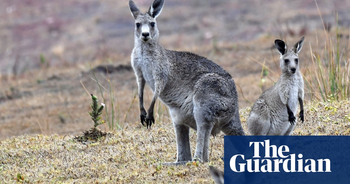 Three-year-old girl hospitalised after ‘terrifying’ kangaroo attack in NSW