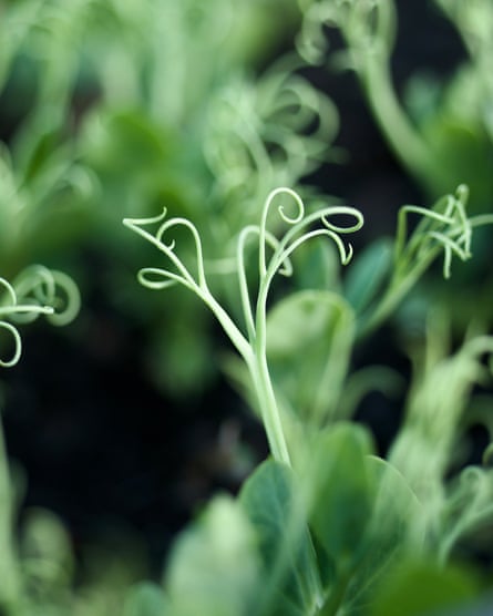 ‘Pea seedlings are great movers: watch their tendrils in time‑lapse and they seem to be dancing