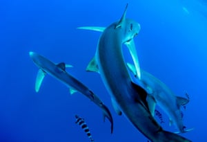 Blue sharks swim in the cool waters of the Azores, Atlantic ocean