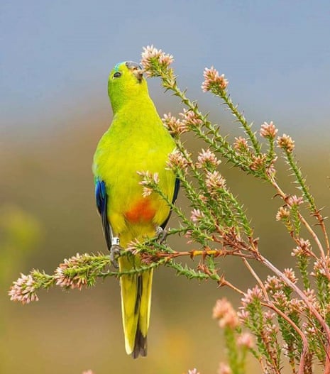 Young male Orange-bellied Parrot at Melaleuca, November 2016