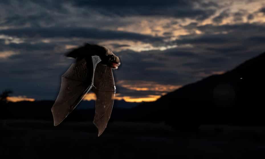 New Zealand’s long tailed bat, or pekapeka-tou-roa, is winning the country’s Bird of the Year competition by ‘quite a lot’.