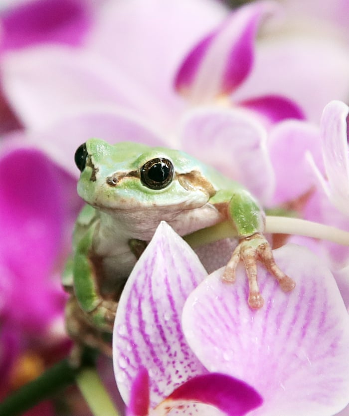 foto-van-de-maand-maart-2021-groene-kikker
