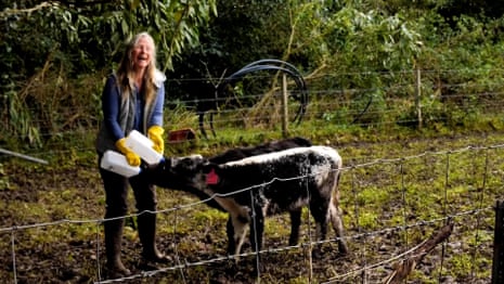 Couple reunited with calf mid-interview as receding flood waters reveal devastation in NSW – video