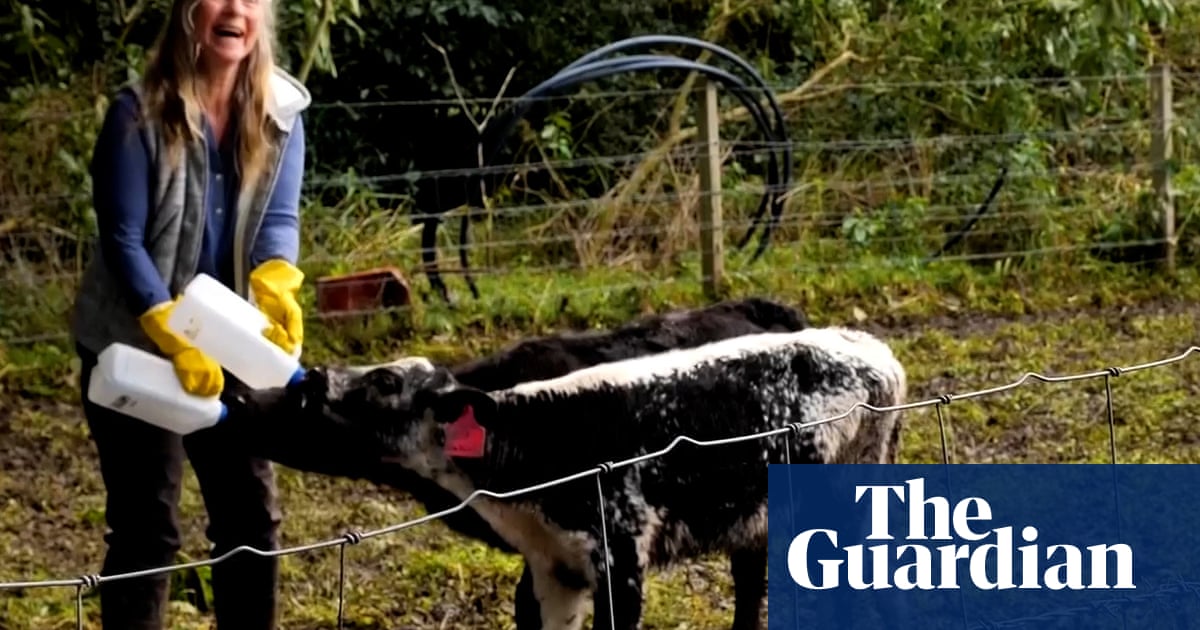 Couple reunited with calf mid-interview as receding flood waters reveal devastation in NSW – video