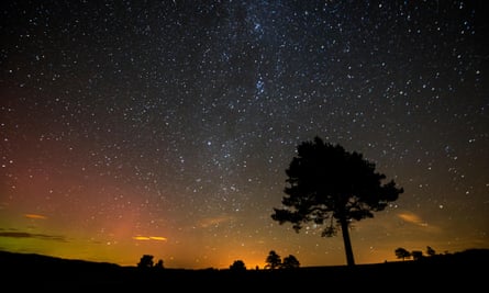 Scots pine (Pinus sylvestris) silhouetted against night sky, Cairngorms National Park