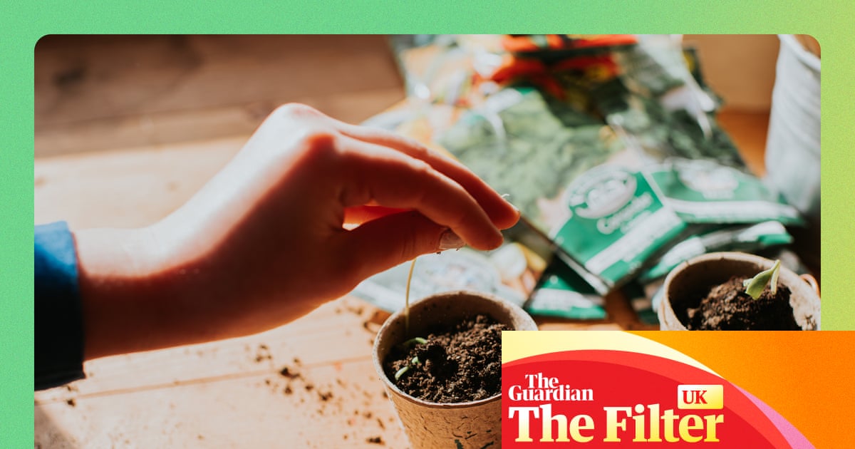 Comienzo poco a poco, recoja plantas perennes y evite la turba: cómo comprar plantas de forma sostenible | Jardines Comienzo poco a poco, recoja plantas perennes y evite la turba: cómo comprar plantas de forma sostenible | Jardines