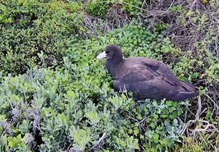 Large brown bird nestled among green plants