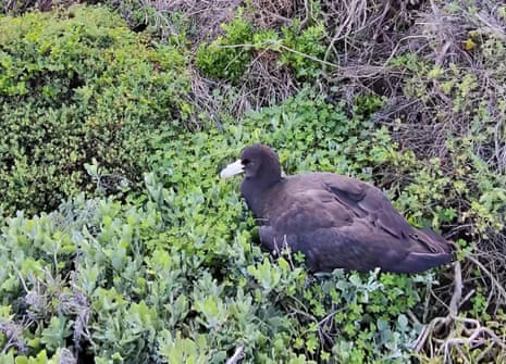 A sick giant petrel nestled in green foliage