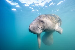 A manatee approaches an underwater camera.