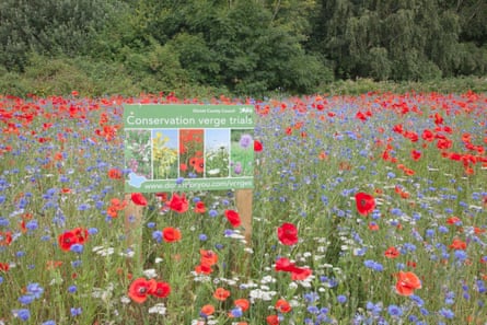 In Sandford, Wareham, wildflowers are part of an initiative to provide an attractive habitat for butterflies and insects, while helping to cut the costs of roadside mowing.