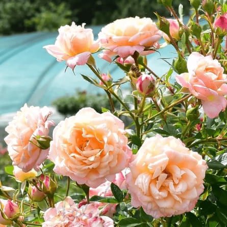 Peter Beales Peachy (Bush)