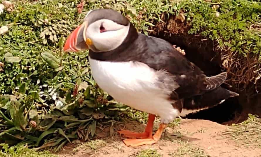 A puffin on Skomer island.