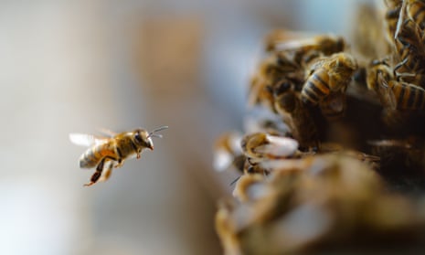 It's only important if you eat food': inside a film on the honeybee crisis | Documentary films | The Guardian