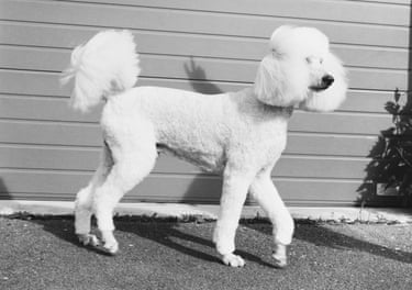 A poodle