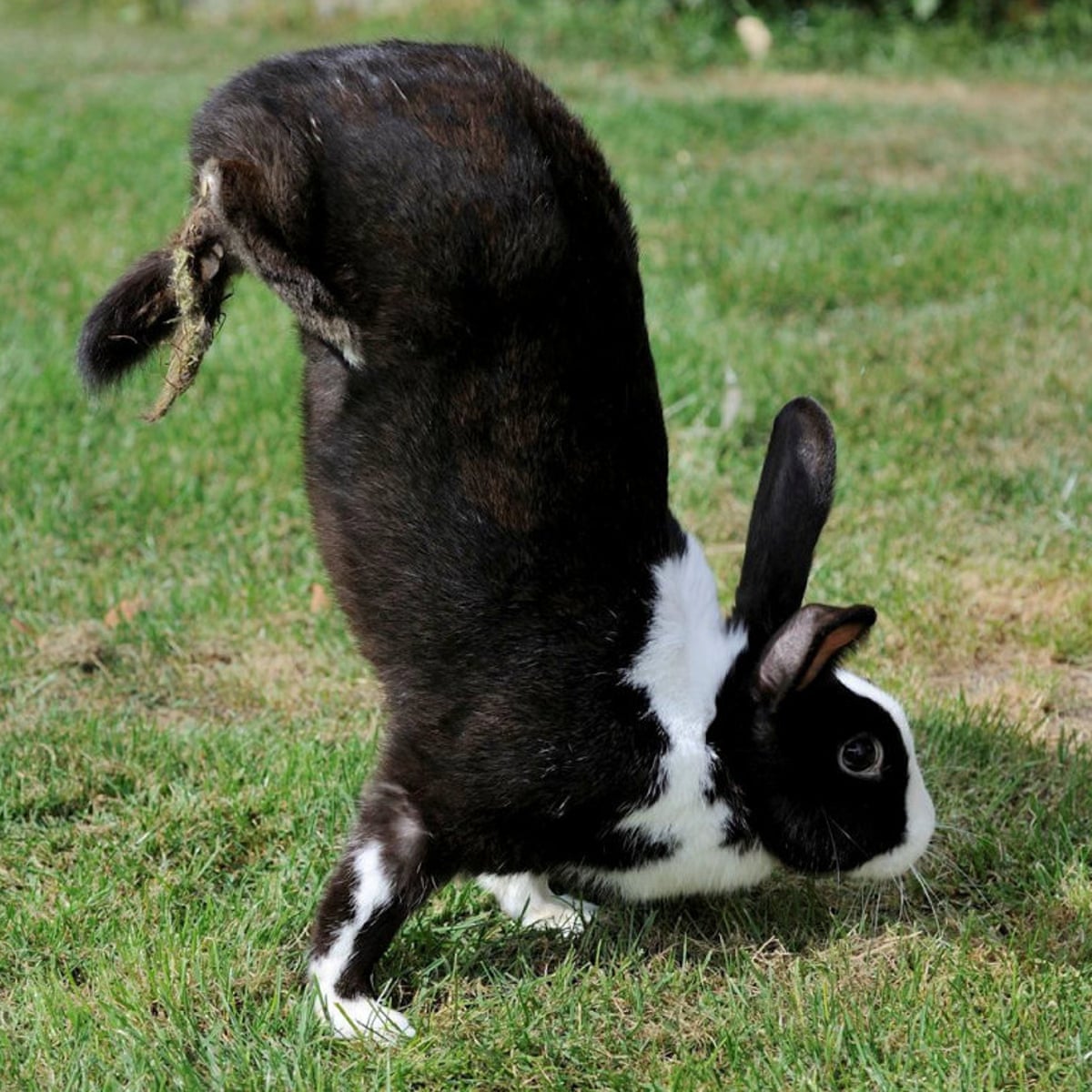 Why Do Rabbits Hop - Explore the Best Outdoor Gear, Animal Guides, and ...