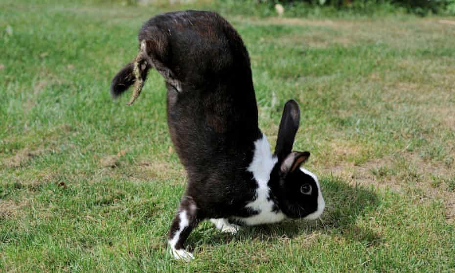 The sauteur d’Alfort rabbit stands on its front legs.