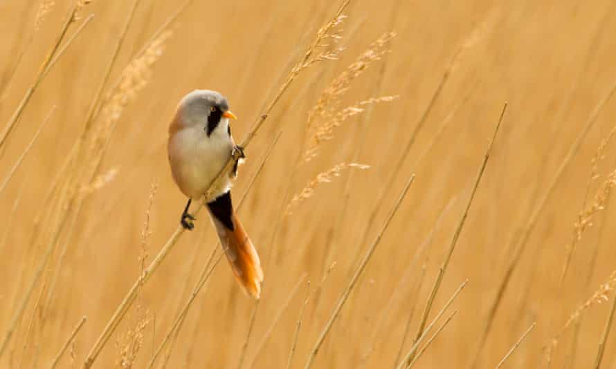 A bearded tit perched on reed stem