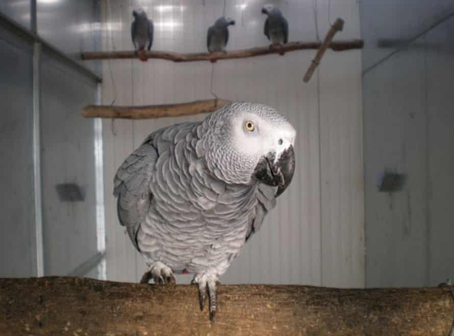 A gray parrot in an aviary with other birds
