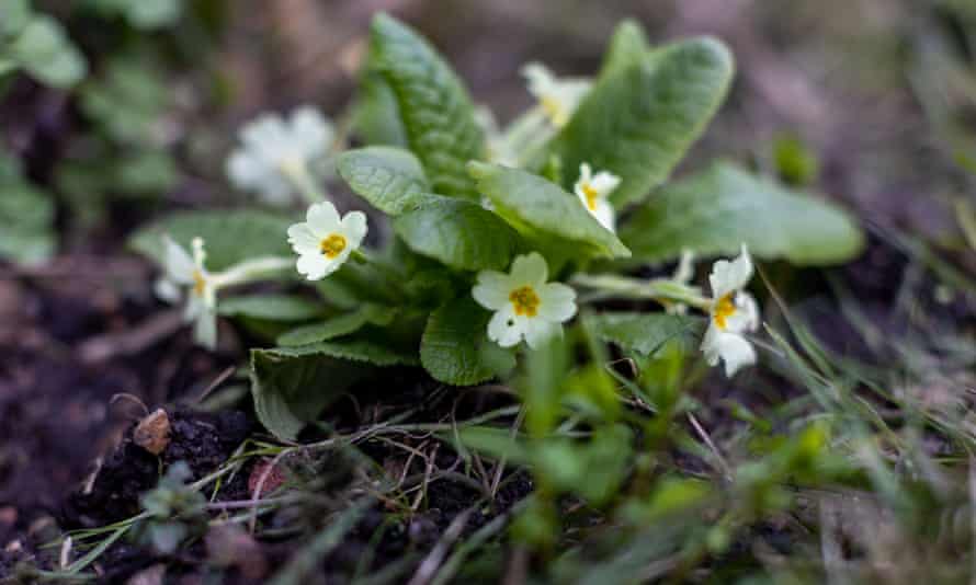 Yellow primroses