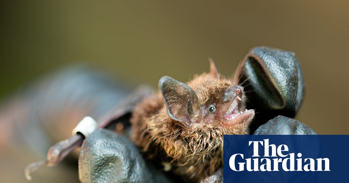 Wing and a prayer: how probiotics might save bat species from a killer fungus