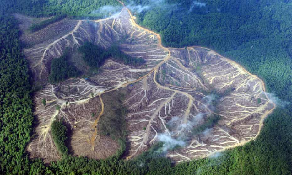 logged area of forest in the mountains of Jambi province in Indonesia's Sumatra island.