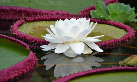 The giant Bolivian waterlily (Victoria boliviana).