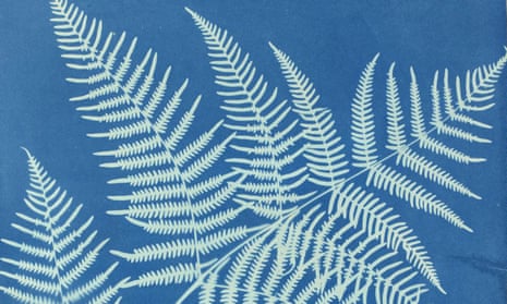 Featherly outlines … Atkins’s cyanotype of the eagle fern.