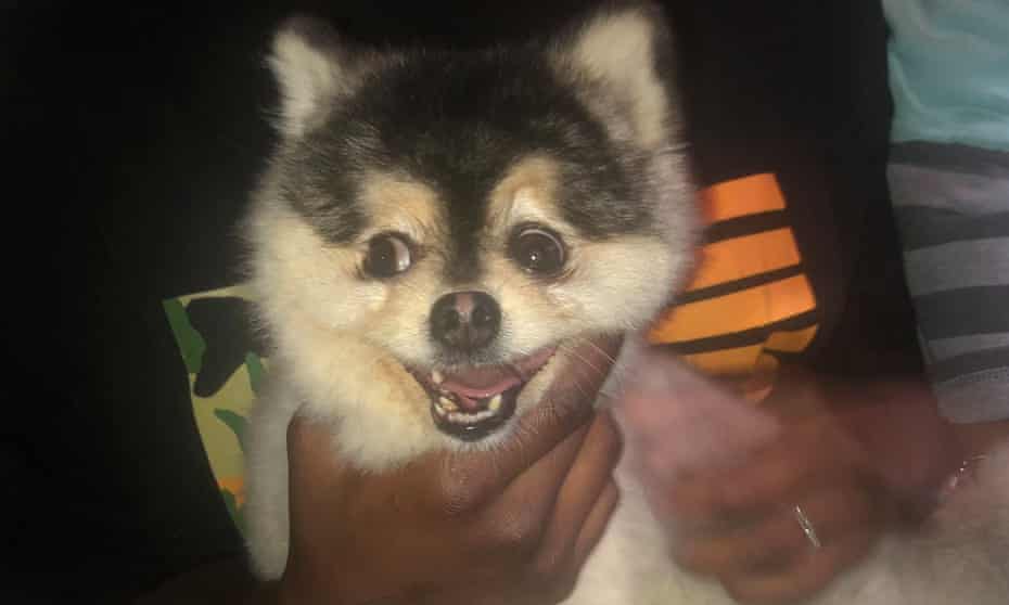 The pomeranian named Lucci, which was stolen from a Los Angeles house in 2019.