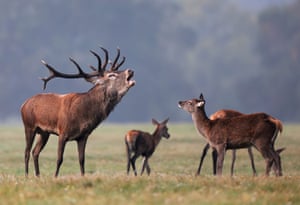 A stag bellows beside does in Richmond Park, London, UK. Richmond Park is home to over 630 red and fallow deer who have been roaming freely since 1637. During the deer rutting season, running from September and November, the male deer, such as stags or bucks, compete for the right to mate with females (does), with stags becoming territorial by using their roar and antlers to deter rivals