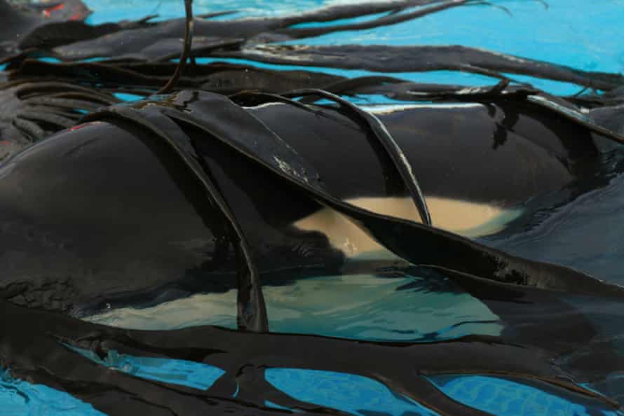 Toa, der Baby-Schwertwal spielt mit Seetang in seinem temporären Gehege in Plimmerton in der Nähe von Wellington, Neuseeland.