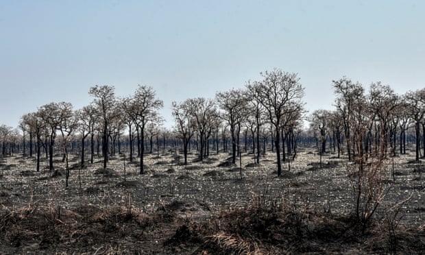Forest fires have raged in the Bolivian Amazon for two months, doing damage to huge swathes of land, including in Otuquis National Park, in the Pantanal ecoregion of Bolivia.