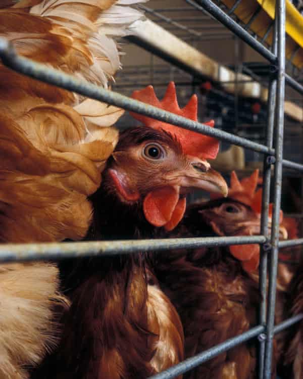 Battery hens in Wales.