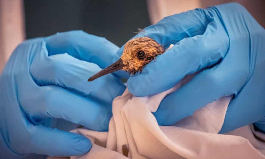A doctor inspects an oiled Sanderling shorebird Monday in Huntington Beach, California following a major oil spill.