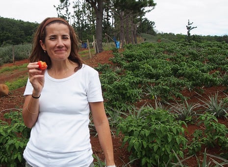 Researcher Tara McKenzie with a rejected tomato on a Bundaberg farm
