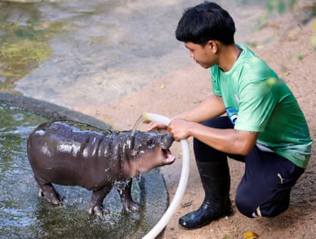 Moo Deng is given a shower by a boy with a hose