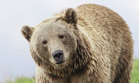 Brown bear of the type seen in the video footage.