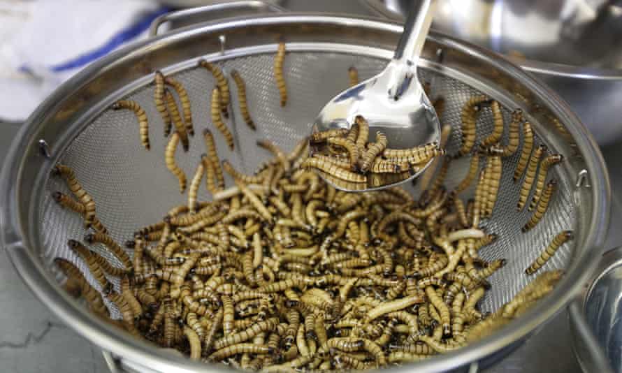 Mealworms are sorted before being cooked in San Francisco