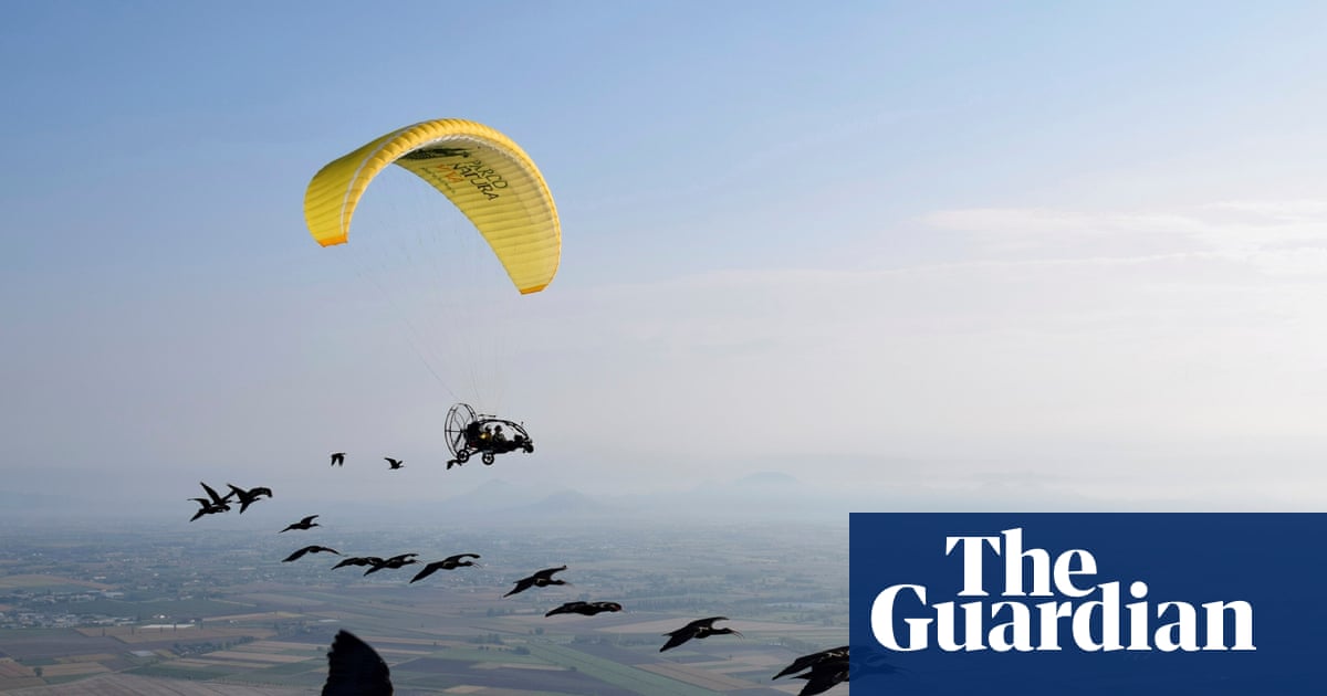 Rare northern bald ibises take flight in human-led European migration project