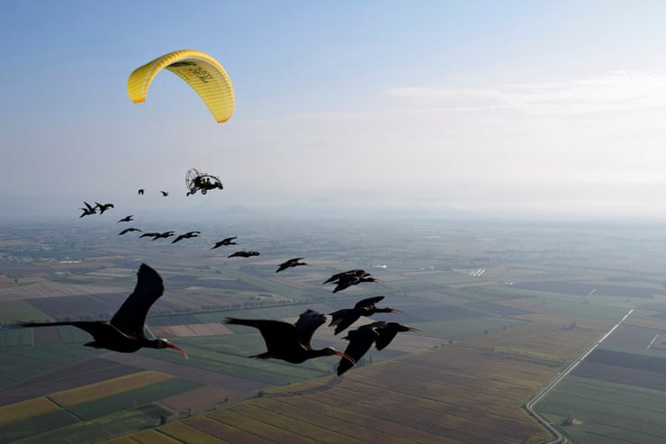 This bird came back from extinction - now scientists in an aircraft are teaching it to migrate Early reintroduction attempts were unsuccessful as without the guidance of wild birds, the ibis flew away from suitable wintering grounds and died.Photograph: AP