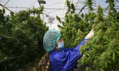 A worker inspects marijuana leaves and care for plants at the Rak Jang farm in Thailand
