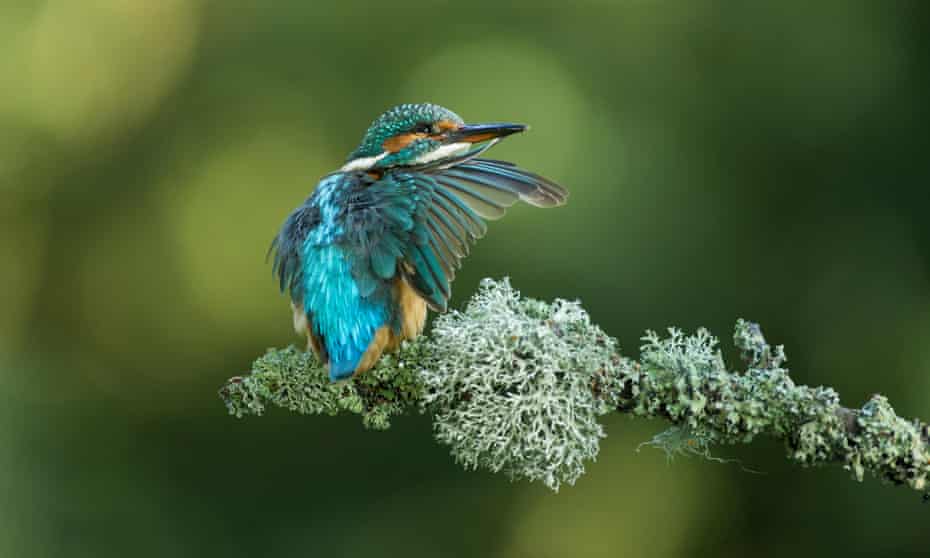 A kingfisher preening on a branch.
