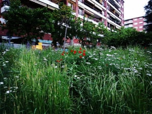 Poppies in Les Corts, Barcelona, Spain