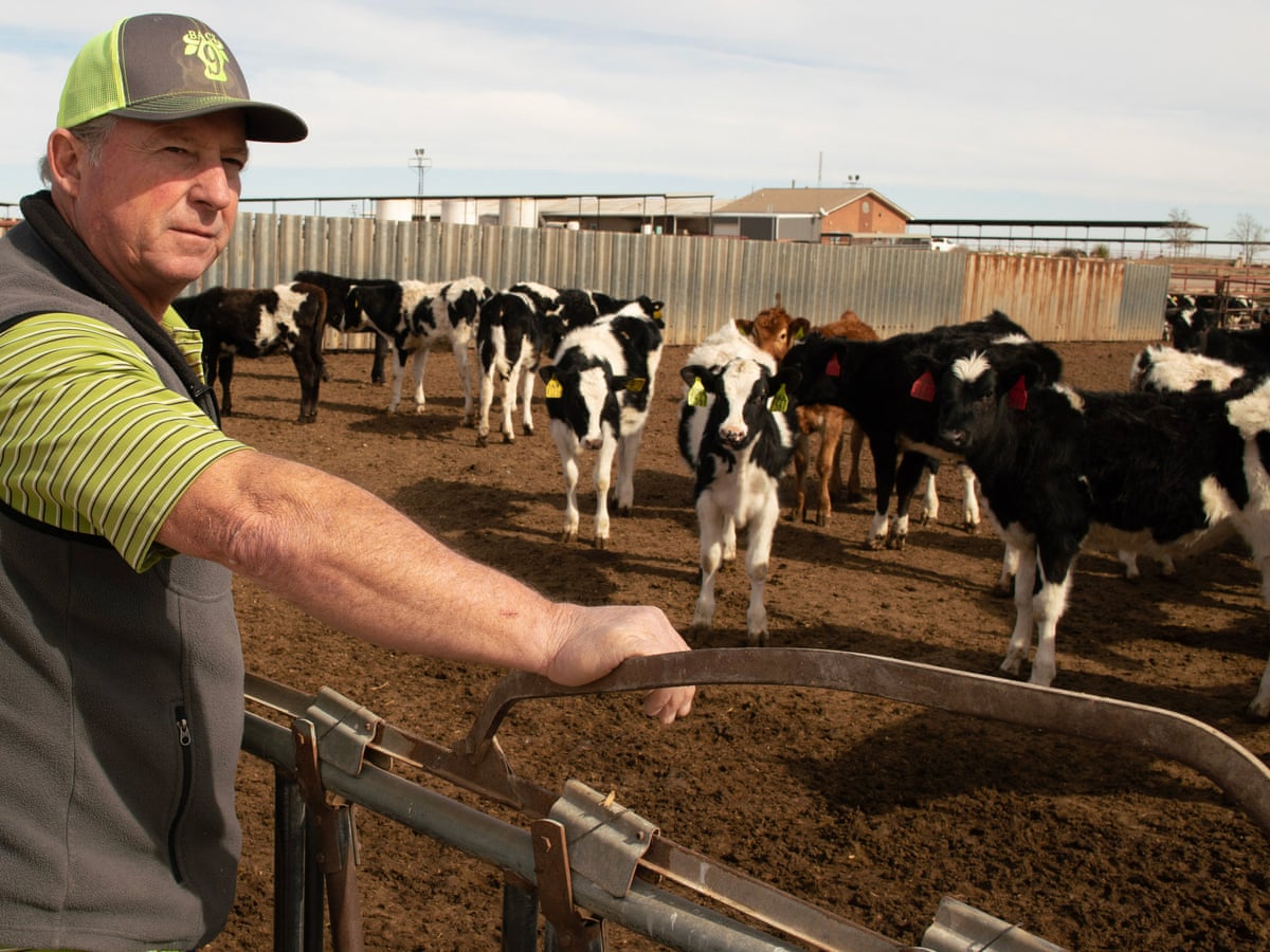 This Has Poisoned Everything Pollution Casts Shadow Over New Mexico S Booming Dairy Industry New Mexico The Guardian