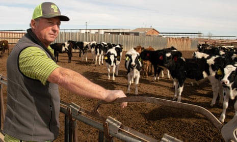 Art Schaap looks over some of his 4,000 dairy cows on his farm in Clovis, New Mexico.