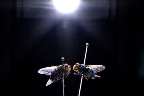 Two pinned screwworm fly specimens with iridescent wings face each other under a microscope light