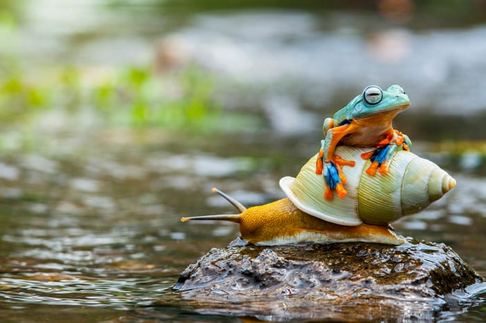 Jakarta, Indonesia ~ A frog enjoys life in the slow lane as he hitches a ride on a snail ~ Photograph: Andri Priyadi/Barcroft Media Jakarta, Indonesia ~ A frog enjoys life in the slow lane as he hitches a ride on a snail ~ Photograph: Andri Priyadi/Barcroft Media
