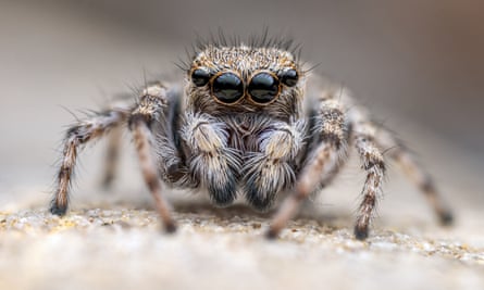 A critically endangered distinguished jumping spider