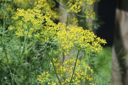 Dill in full bloom