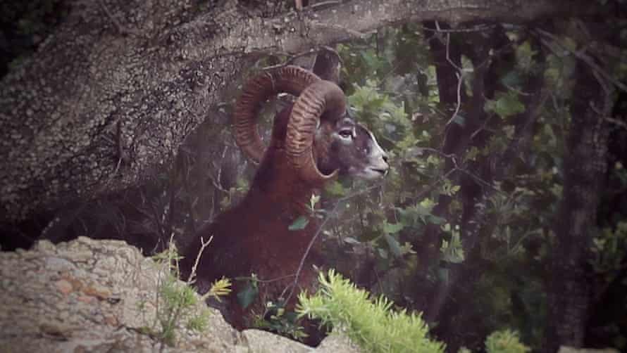 Mouflons of Giglio